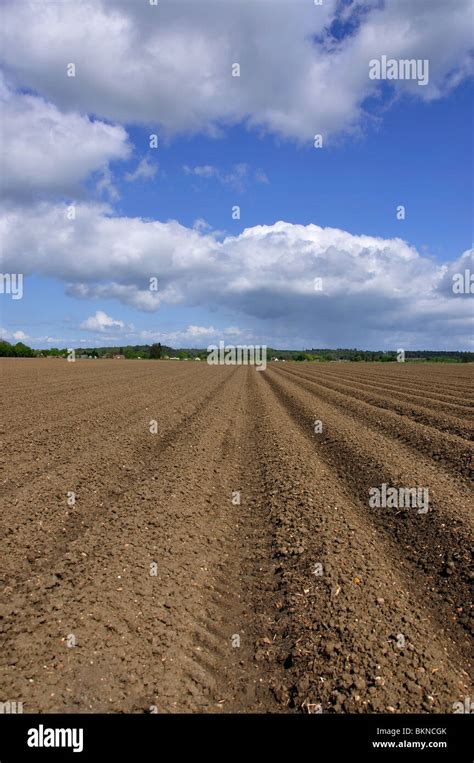 Ploughed Fields Near Sandy Bedfordshire England United Kingdom Stock