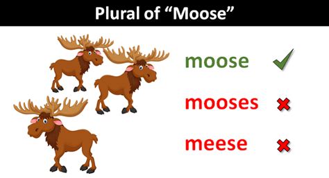 Uncovering the Plural for Moose: Facts You Need to Know