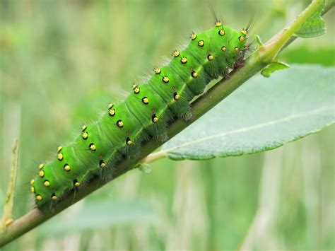 5 Ways Toxic Caterpillars Hurt