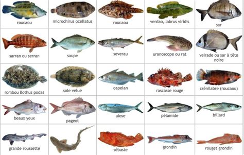 Poissons De Mer Fish