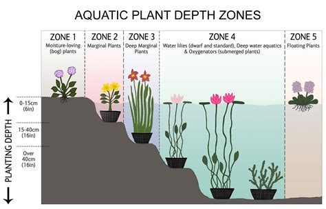 Pond Plant Depth Zones Hydrosphere Water Gardens