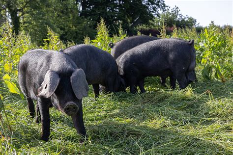 Pork Farm Near Me Buy Pasture Raised Pork Direct From Farmers Red