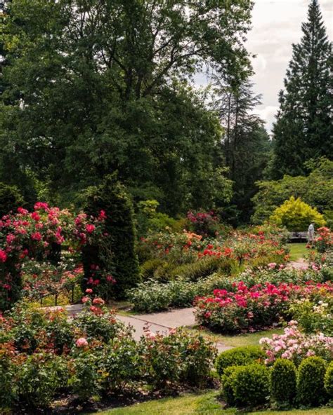 Portland Rose Gardens And Where To Find Them The Official Guide To Portland