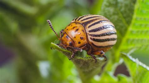 Effective Strategies to Control Potato Beetles in Your Garden