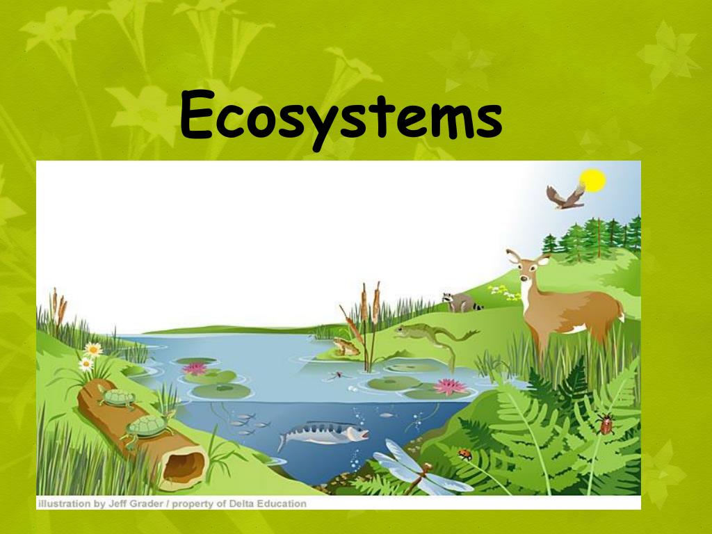 Ppt Chapter 20 Ecosystems Powerpoint Presentation Free Download Ppt Chapter 20 Ecosystems Powerpoint Presentation Free Download