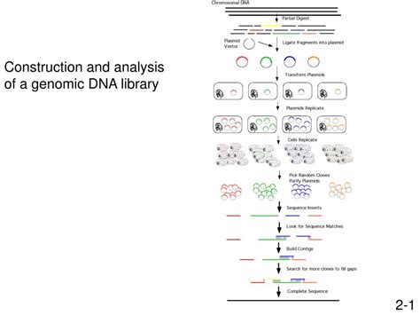 Ppt Construction And Analysis Of A Genomic Dna Library Powerpoint Ppt Construction And Analysis Of A Genomic Dna Library Powerpoint