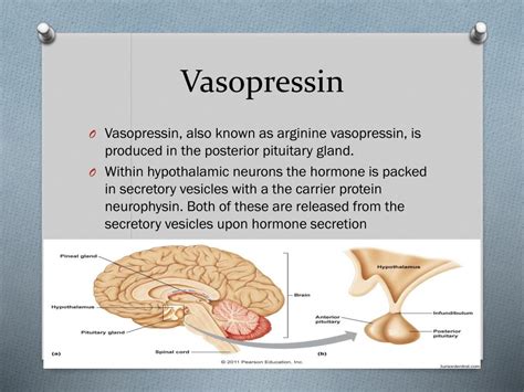 Ppt Vasopressin Powerpoint Presentation Free Download Id 1929981