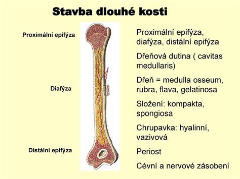 Prav Tko Skuto Nej Ve Kosti