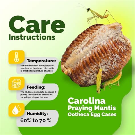 Praying Mantis Egg Case Care