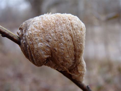 Praying Mantis Egg Case: How to Recognize and Care for It