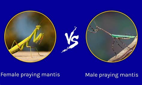 Praying Mantis Facts Eggs Eat Male Vs Female Hurt You