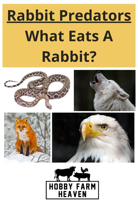 Predators Of Rabbits What Eats Rabbits With Pictures Drinking Game