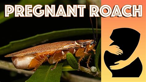 How to Identify and Handle a Pregnant Roach in Your Home