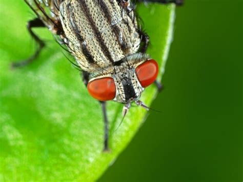 Premium Photo Close Up Of Fly On A Leaf Premium Photo Close Up Of Fly On A Leaf