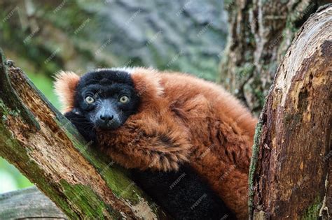 Premium Photo Red Ruffed Lemur