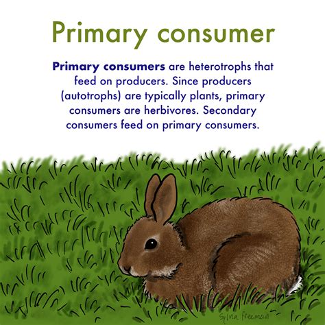 Primary Consumer Definition Primary Consumer Definition