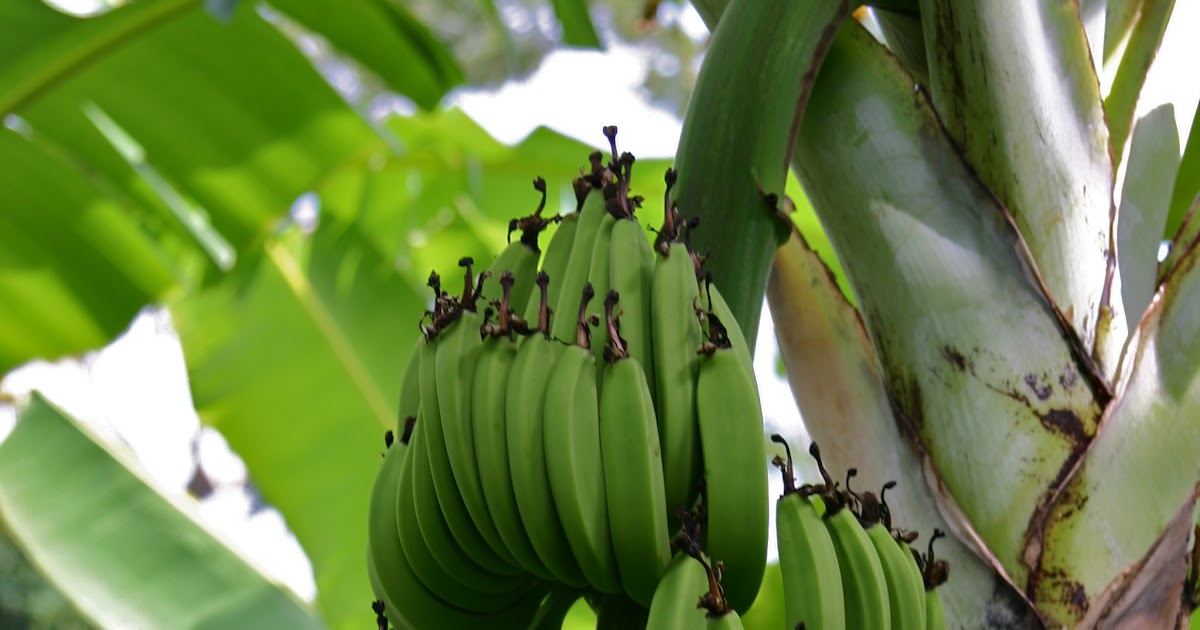 5 Rainforest Producers