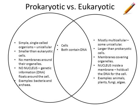 Prokaryotic And Eukaryotic Cells Differences And Similarities