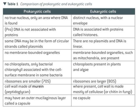 Prokaryotic And Eukaryotic Cells Flashcards Quizlet
