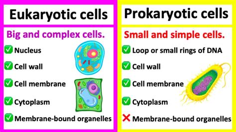 Prokaryotic Vs Eukaryotic Cell Similarities And Differences Ppt