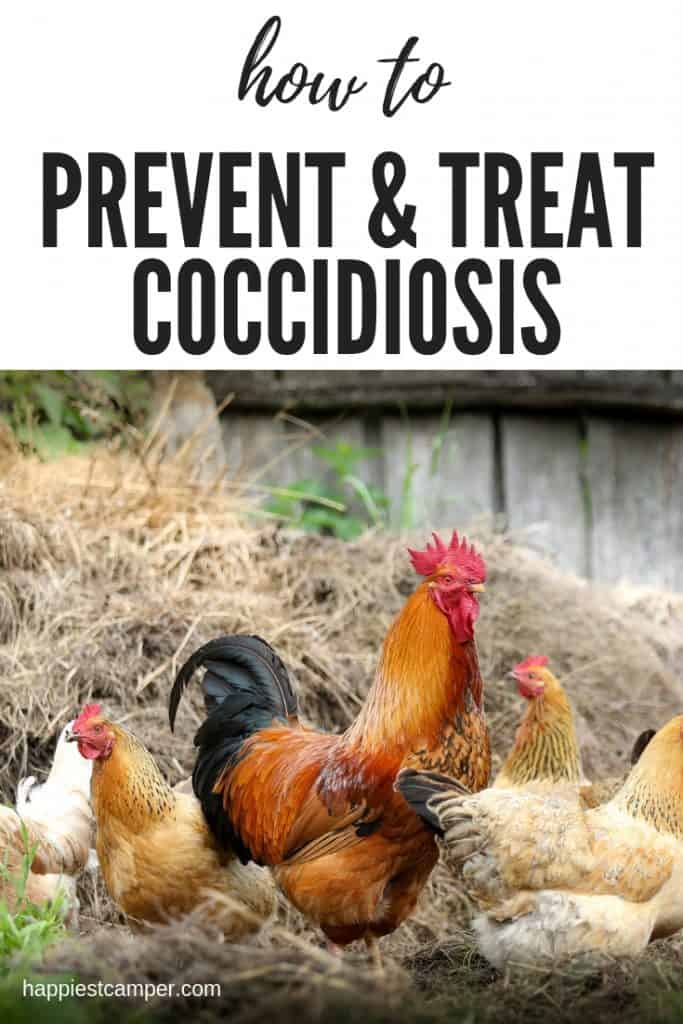 Proper Dosage Of Corid In Water Is Essential For Treating Coccidiosis