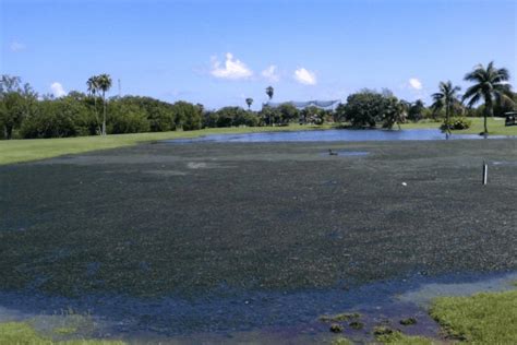 Proven Algae Biofilm Control Results Case Studies