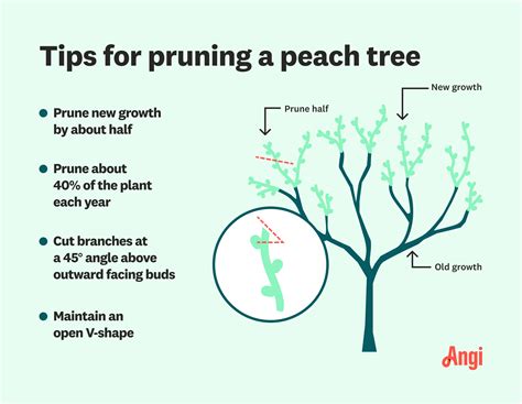 5 Tips Prune Peach Trees