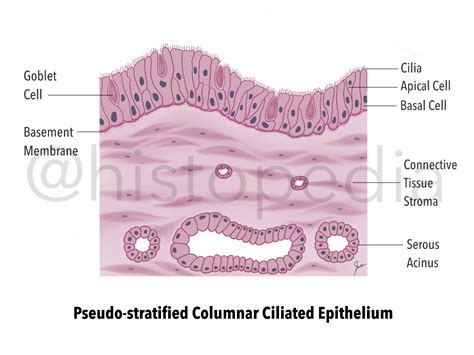 Pseudostratified Ciliated Columnar Epithelium Slide