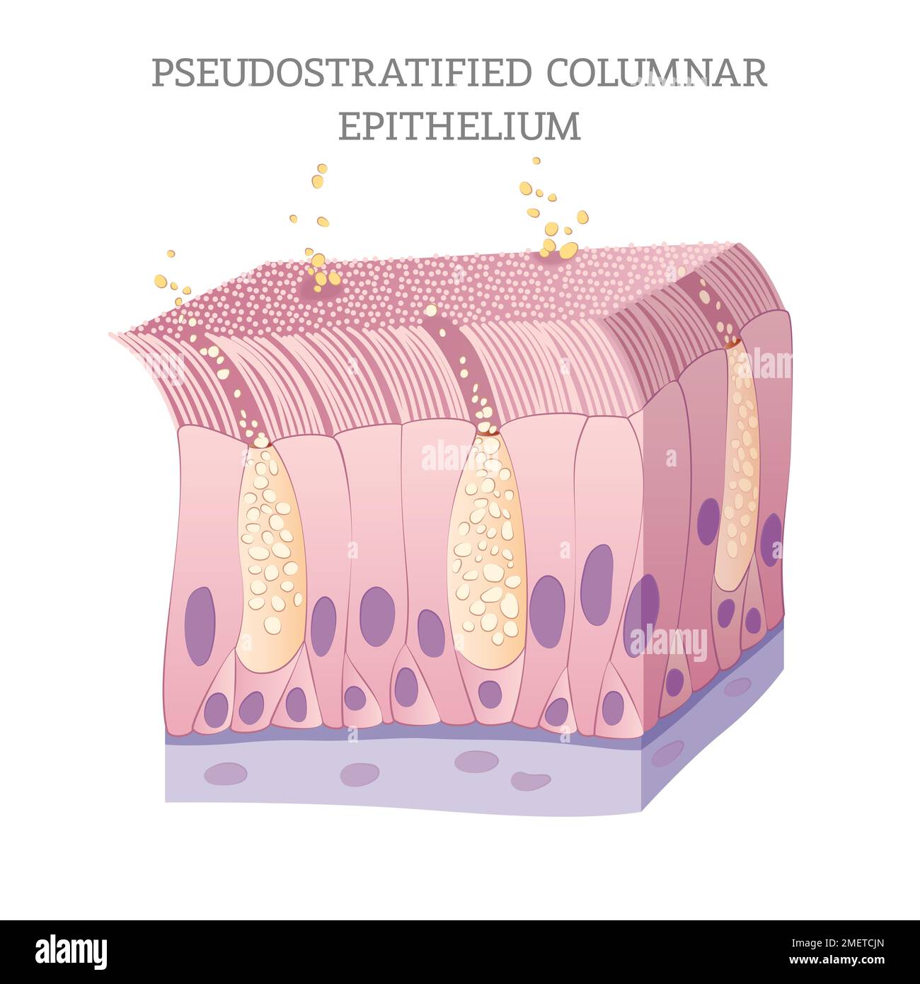 5 Facts Pseudostratified Ciliated Columnar