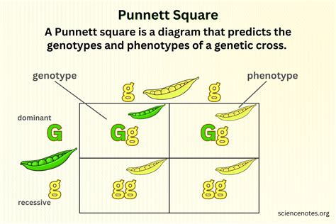 Punnett Squares Genetics
