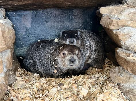Punxsutawney Phil And Phyllis Welcome Two Baby Groundhogs 98 Rock Online