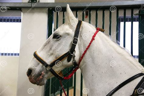 Purebred Lipizzaner Horse Standing In The Stable Stock Image