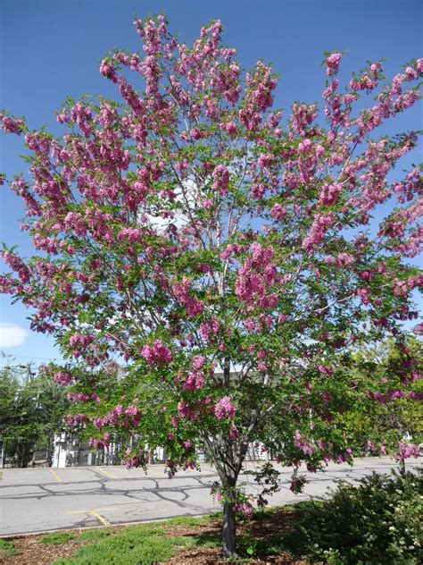 Purple Robe Locust Tree