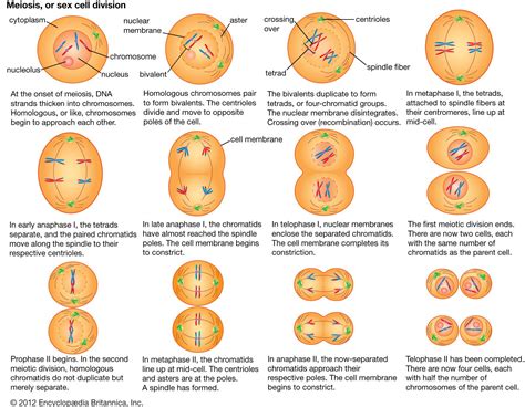 Meiosis Purpose Explained