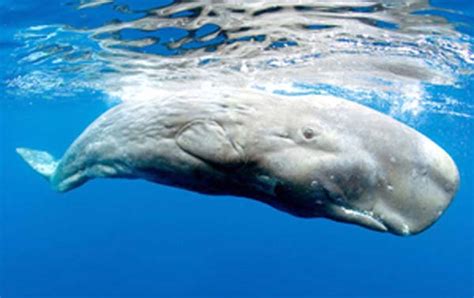 Pygmy Sperm Whale Facts Diet Habitat Pictures On Animalia Bio