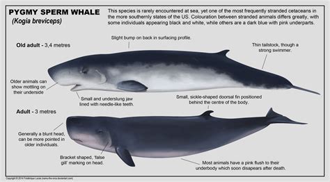 Pygmy Sperm Whale Sperm Whales Voices In The Sea