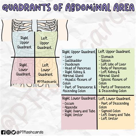 Abdomen Quadrants Explained