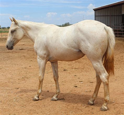 Find the Best Quarter Horses for Sale Today