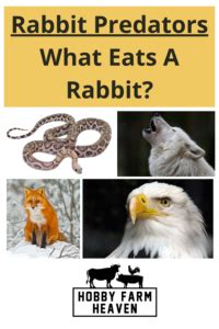 Rabbit Predators What Eats Rabbits A Z Animals