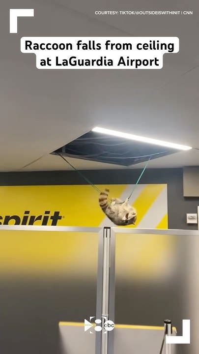 Raccoon Laguardia Airport Ceiling: Uncovering Rooftop Mysteries
