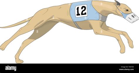 Racing Greyhound Stock Vector Images Alamy