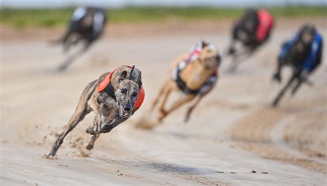 Racing Post Greyhound Tv