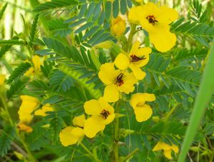 Radial Symmetry Biology Britannica