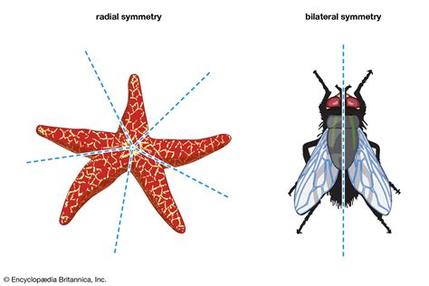 5 Ways Radial Symmetry