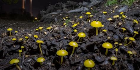 Radiation Eating Fungi From Chernobyl Amp 39 S Saviour To Nasa Amp 39 S Lab Yourstory