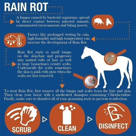 Rain Rot Healthy Horses Horse Care Tips Horse Facts