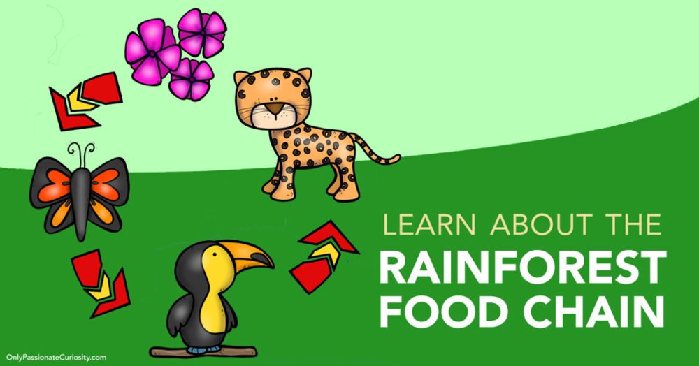 Rainforest Food Chain Explained