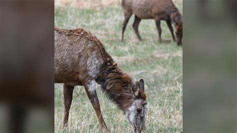Rare Elk Recently Spotted In Estes Park Kget 17 News