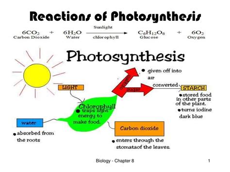 Reactions Of Photosynthesis Ppt Download