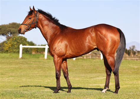 Ready Made Racehorse On Bsa Auction Normandy Stud